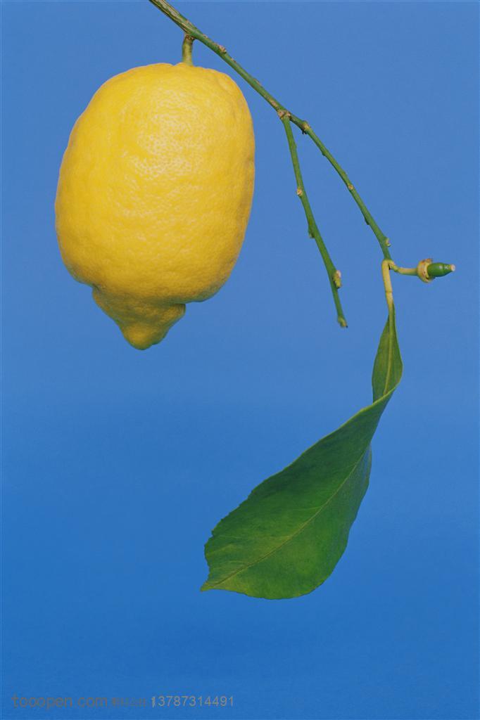 新鲜水果-挂着枝条上的一个柠檬