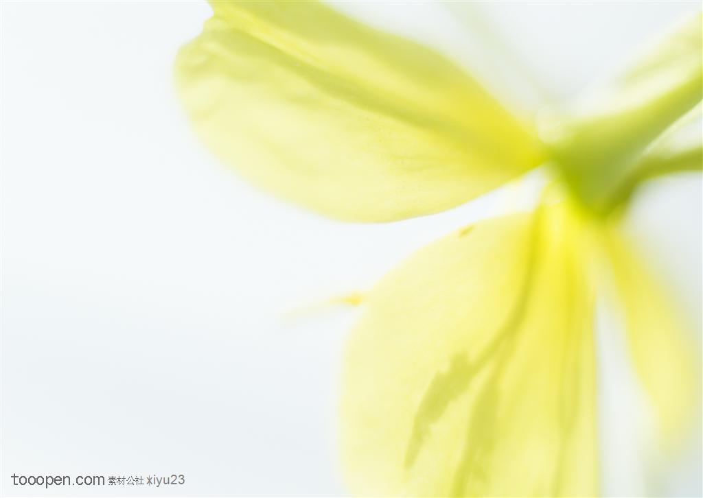 纯甜野花-梦幻的黄色油菜花