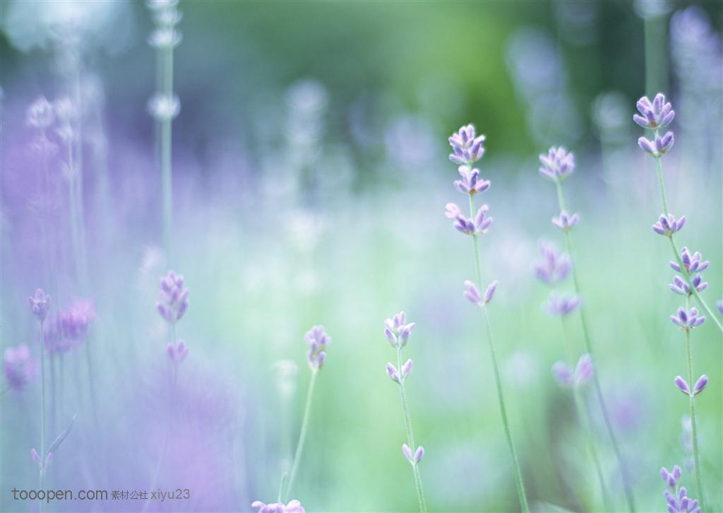 纯甜野花-梦幻的紫色小花