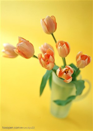 花卉物语-瓶中橙色郁金香