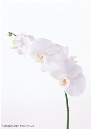 花卉物语-洁白的花枝