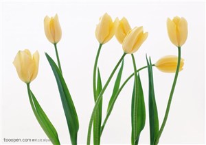 花卉物语-几朵漂亮的黄色郁金香