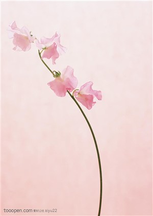 花卉物语-粉色的花束