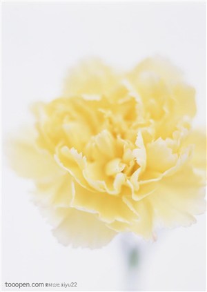 花卉物语-梦幻的黄色康乃馨