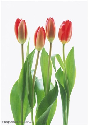 花卉物语-四朵漂亮的红色郁金香