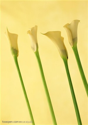 花卉物语-斜放的黄色郁金香