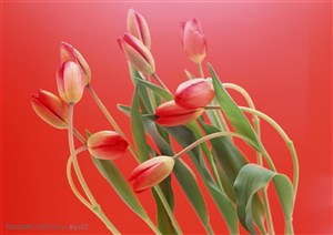 花卉物语-红色郁金香