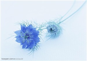 花卉物语-一朵蓝色的花枝