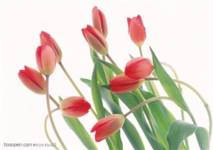 花卉物语-斜放着的红色郁金香