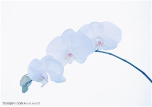 花卉物语-一枝弯曲的花枝