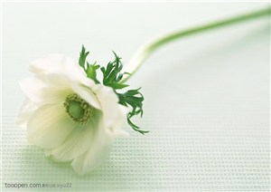 花卉物语-一朵米黄色的玫瑰花