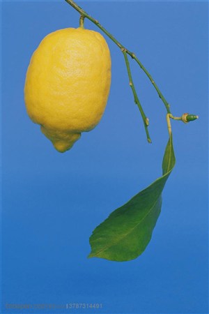 新鲜水果-挂着枝条上的一个柠檬