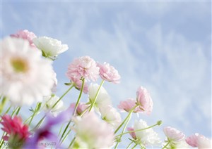 纯甜野花-白云下漂亮的苜蓿花