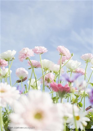 纯甜野花-几朵漂亮的苜蓿花