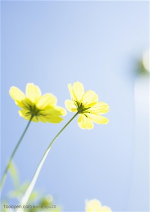 纯甜野花-两朵黄色的太阳花