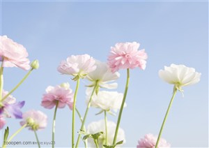 纯甜野花-漂亮的粉色苜蓿花