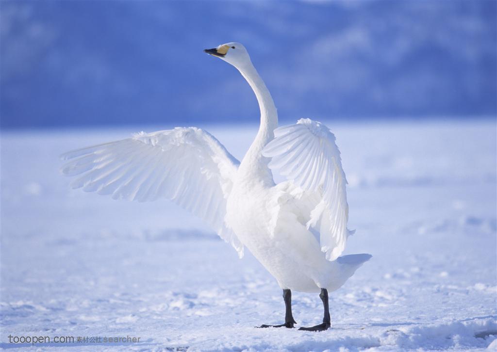 在雪地舞动着翅膀的天鹅