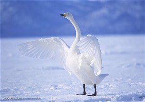 在雪地舞动着翅膀的天鹅