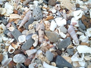 海边堆积的贝壳