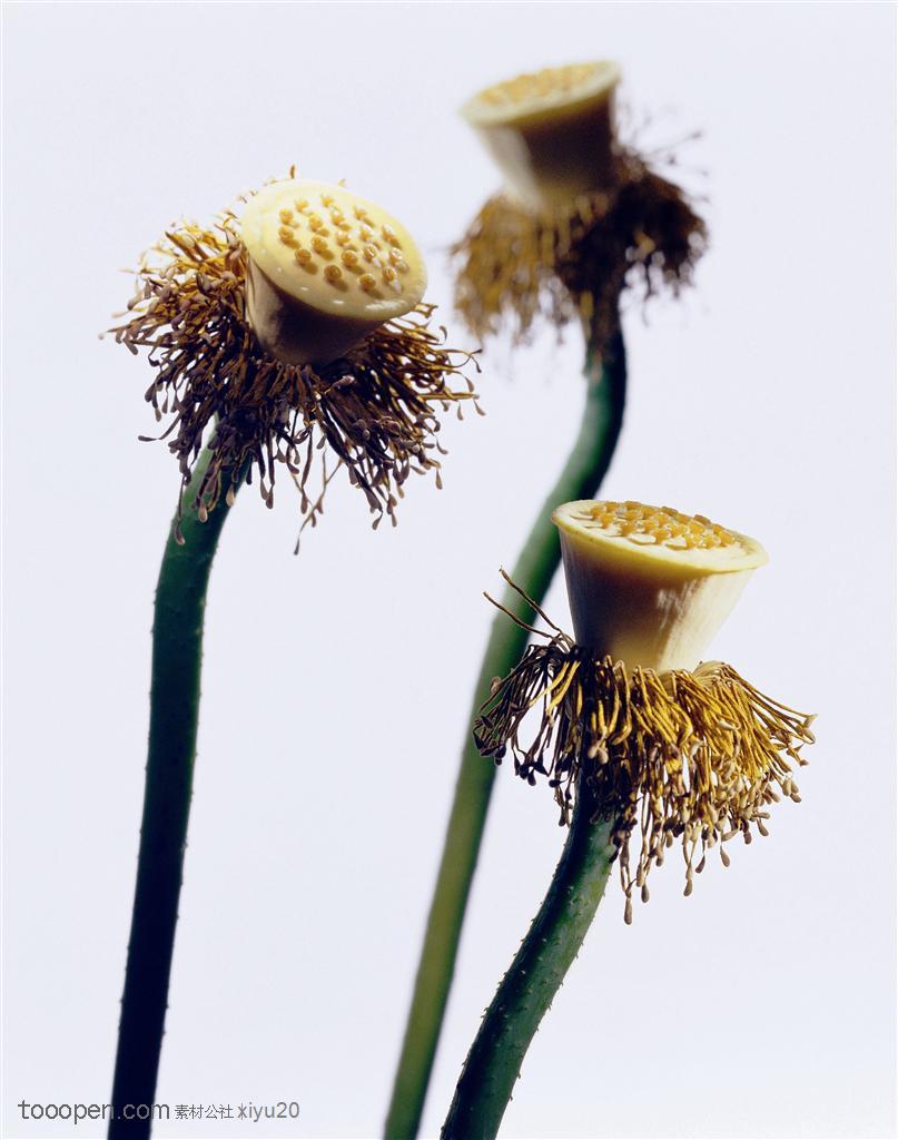 花卉特写-金黄的莲蓬