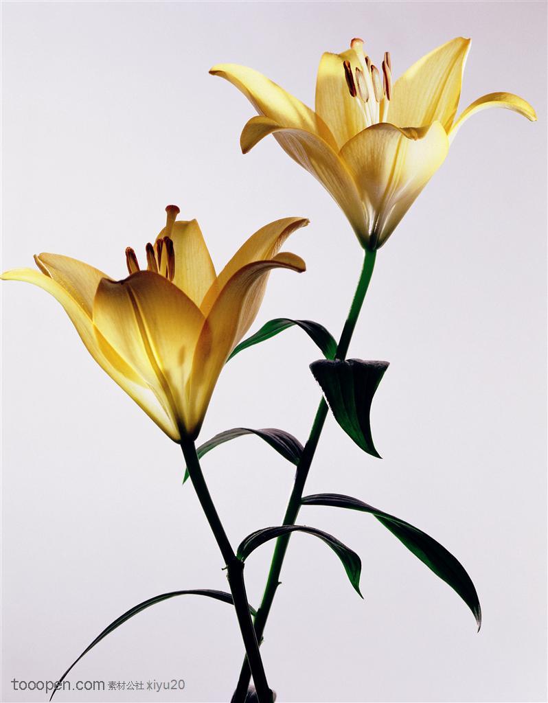 花卉特写-两只金黄的百合花