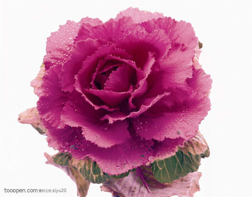 花卉特写-满是水珠的紫色花朵