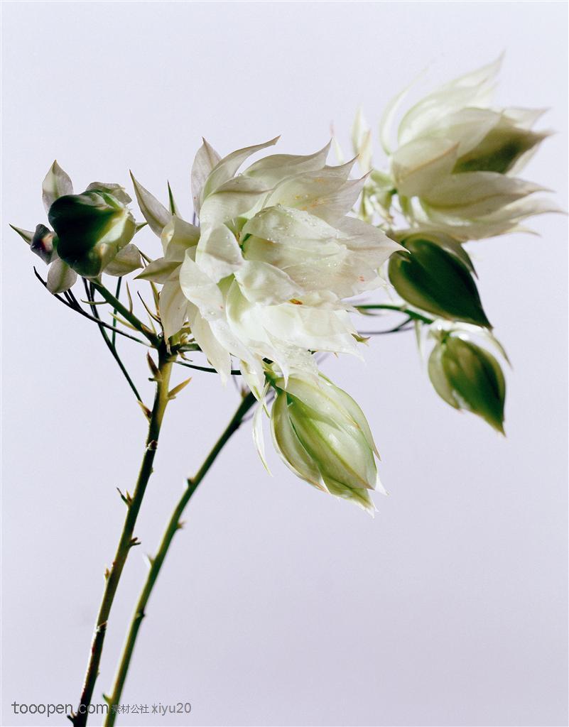 花卉特写-盛开的白色百合花