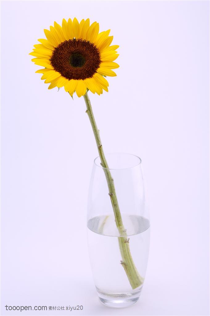 金色向日葵-杯中一朵漂亮的向日葵