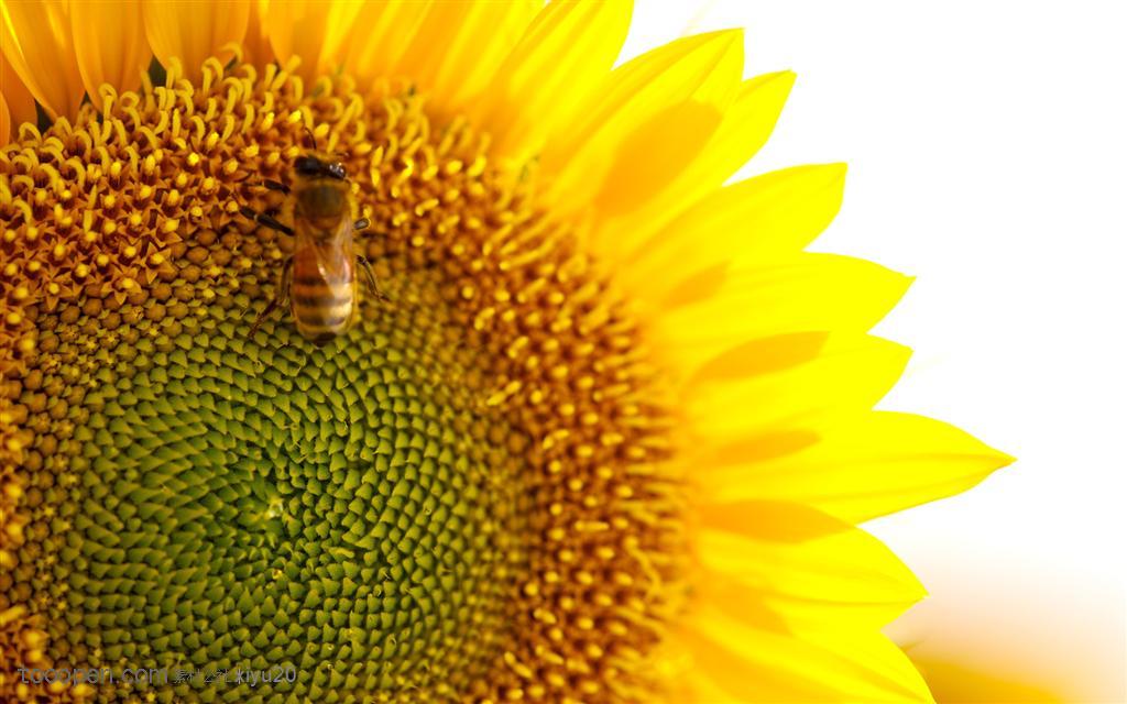 金色向日葵-向日葵上的蜜蜂