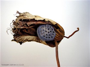 荷花物语-干枯荷叶包裹着莲蓬