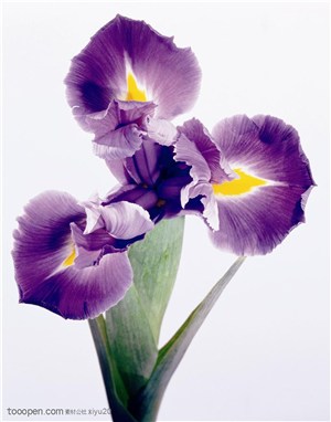 花卉特写-盛开的紫色蝴蝶花