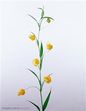 花卉特写-一枝漂亮的灯笼花