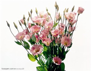 花卉特写-一束粉色的鲜花