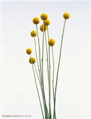 花卉特写-圆花球的金色花朵
