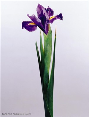 花卉特写-一枝漂亮的紫色蝴蝶花