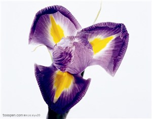 花卉特写-紫色的蝴蝶花
