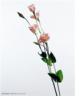 花卉特写-一枝粉色的鲜花
