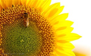 金色向日葵-向日葵上的蜜蜂