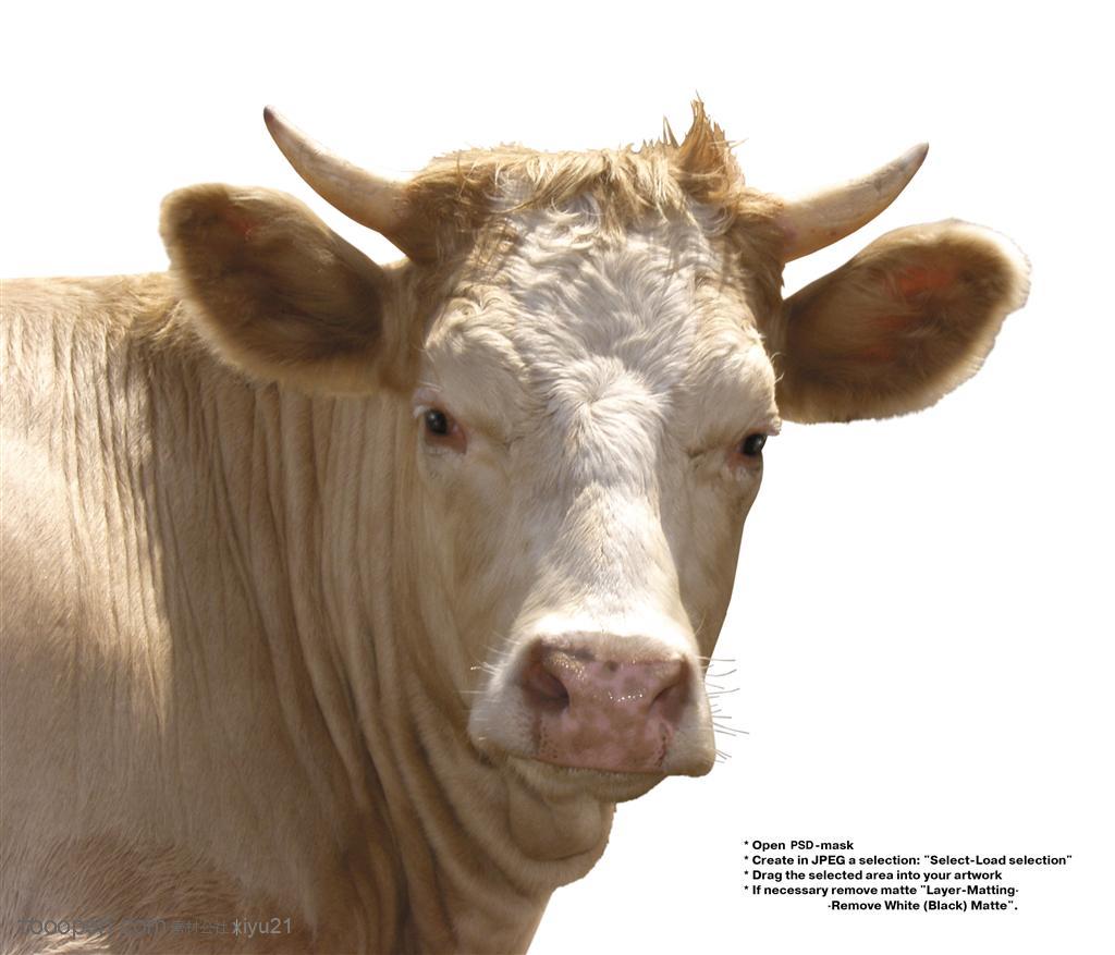 家禽家畜-白面的奶牛