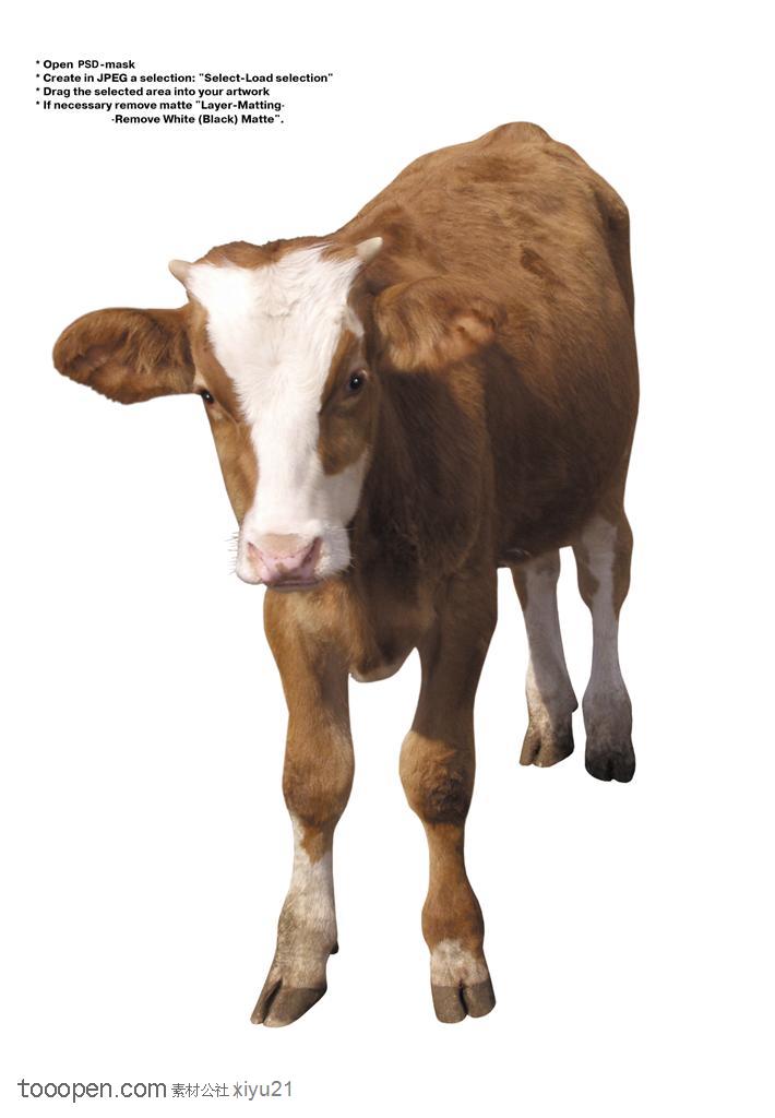 家禽家畜-俯视下可爱的奶牛