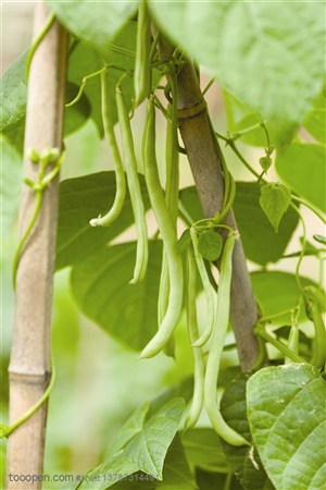 新鲜蔬菜-藤条缠绕在竹竿上的四季豆