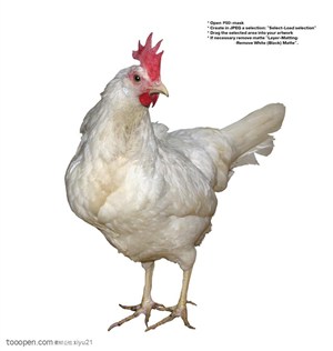 家禽家畜-歪头的白色公鸡