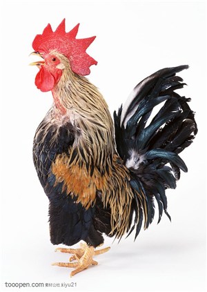 家禽家畜-漂亮鸡冠的公鸡