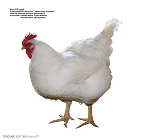 家禽家畜-白色的母鸡