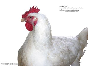 家禽家畜-白色母鸡侧面