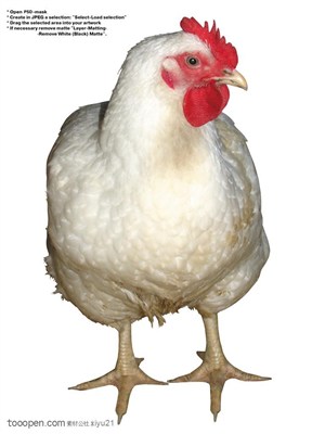 家禽家畜-歪头的白色母鸡