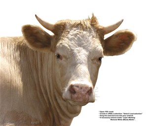 家禽家畜-白面的奶牛