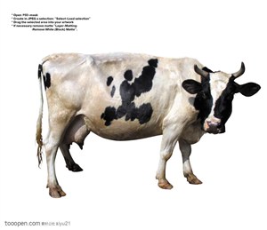 家禽家畜-肥兜兜的奶牛