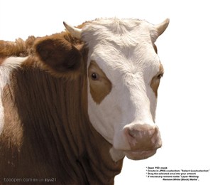 家禽家畜-白面的漂亮奶牛