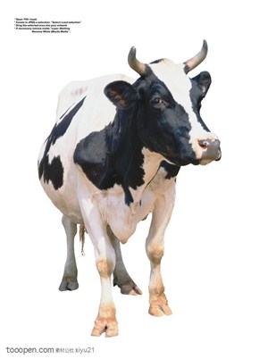 家禽家畜-斑点奶牛